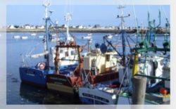 Sardiniers